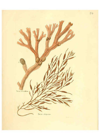 Reproducción/Reproduction 6032538378: Flora medica, oder, Abbildung der wichtigsten officinellen Pflanzen Jena,August Schmid,1831 [i.e. 1829-1831] 