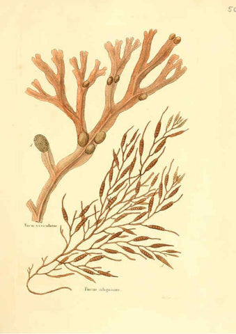 Reproducción/Reproduction 6032538378: Flora medica, oder, Abbildung der wichtigsten officinellen Pflanzen Jena,August Schmid,1831 [i.e. 1829-1831] 