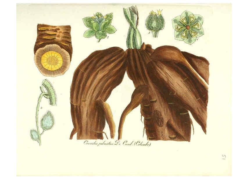 Reproducción/Reproduction 6031979107: Flora medica, oder, Abbildung der wichtigsten officinellen Pflanzen Jena,August Schmid,1831 [i.e. 1829-1831] 