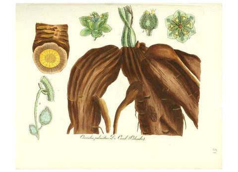 Reproducción/Reproduction 6031979107: Flora medica, oder, Abbildung der wichtigsten officinellen Pflanzen Jena,August Schmid,1831 [i.e. 1829-1831] 