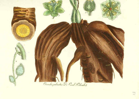 Reproducción/Reproduction 6031979107: Flora medica, oder, Abbildung der wichtigsten officinellen Pflanzen Jena,August Schmid,1831 [i.e. 1829-1831] 