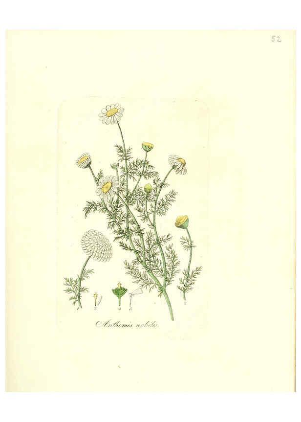 Reproducción/Reproduction 6031979317: Flora medica, oder, Abbildung der wichtigsten officinellen Pflanzen Jena,August Schmid,1831 [i.e. 1829-1831] 