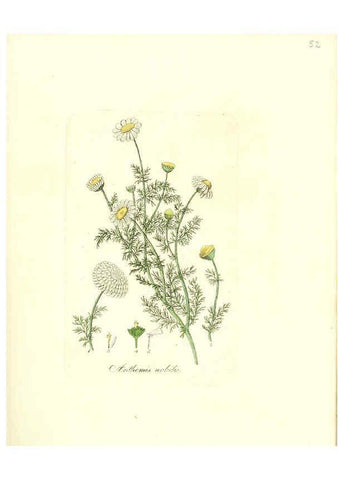 Reproducción/Reproduction 6031979317: Flora medica, oder, Abbildung der wichtigsten officinellen Pflanzen Jena,August Schmid,1831 [i.e. 1829-1831] 