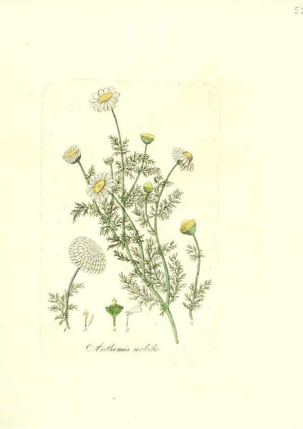 Reproducción/Reproduction 6031979317: Flora medica, oder, Abbildung der wichtigsten officinellen Pflanzen Jena,August Schmid,1831 [i.e. 1829-1831] 