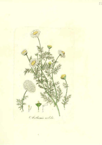 Reproducción/Reproduction 6031979317: Flora medica, oder, Abbildung der wichtigsten officinellen Pflanzen Jena,August Schmid,1831 [i.e. 1829-1831] 