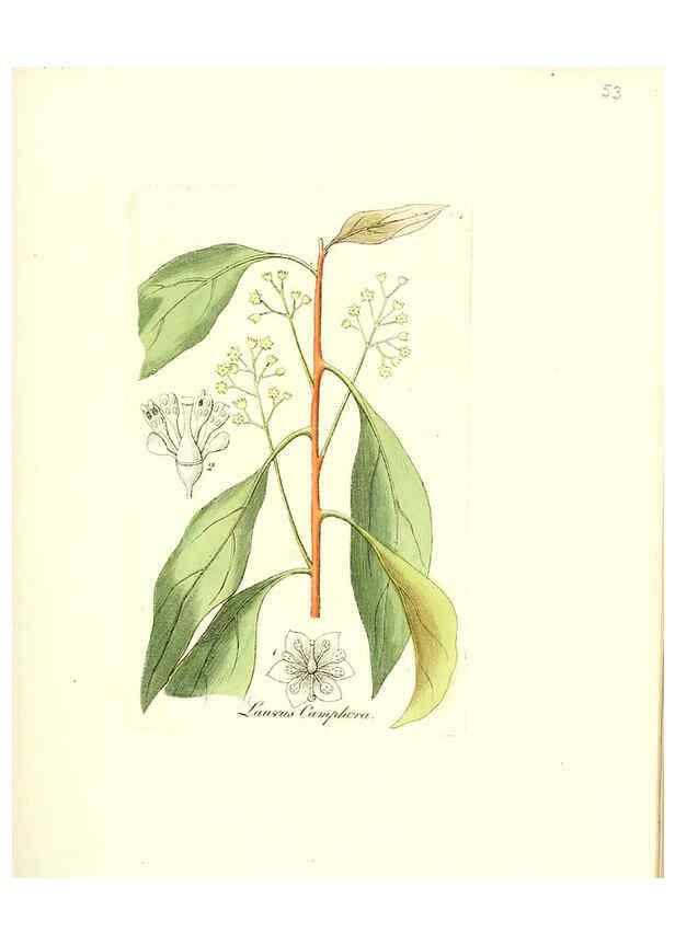 Reproducción/Reproduction 6031979531: Flora medica, oder, Abbildung der wichtigsten officinellen Pflanzen Jena,August Schmid,1831 [i.e. 1829-1831] 