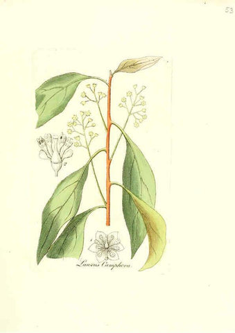 Reproducción/Reproduction 6031979531: Flora medica, oder, Abbildung der wichtigsten officinellen Pflanzen Jena,August Schmid,1831 [i.e. 1829-1831] 