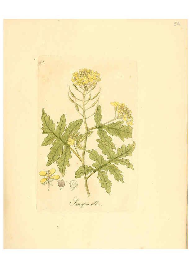 Reproducción/Reproduction 6032539178: Flora medica, oder, Abbildung der wichtigsten officinellen Pflanzen Jena,August Schmid,1831 [i.e. 1829-1831] 