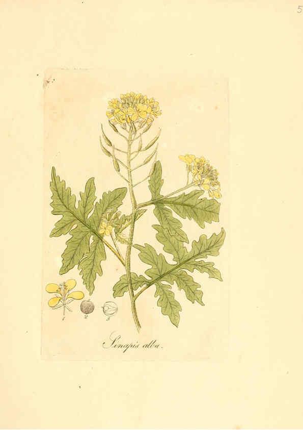 Reproducción/Reproduction 6032539178: Flora medica, oder, Abbildung der wichtigsten officinellen Pflanzen Jena,August Schmid,1831 [i.e. 1829-1831] 