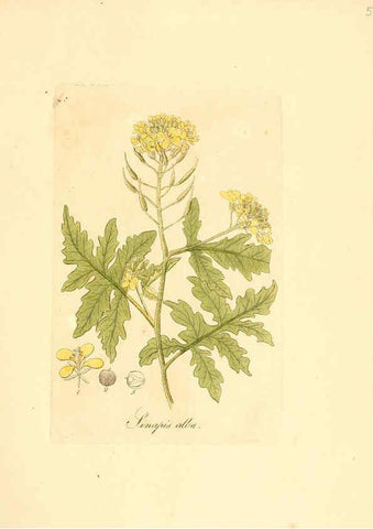 Reproducción/Reproduction 6032539178: Flora medica, oder, Abbildung der wichtigsten officinellen Pflanzen Jena,August Schmid,1831 [i.e. 1829-1831] 