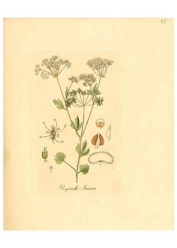 Reproducción/Reproduction 6031980037: Flora medica, oder, Abbildung der wichtigsten officinellen Pflanzen Jena,August Schmid,1831 [i.e. 1829-1831] 
