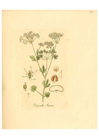 Reproducción/Reproduction 6031980037: Flora medica, oder, Abbildung der wichtigsten officinellen Pflanzen Jena,August Schmid,1831 [i.e. 1829-1831] 