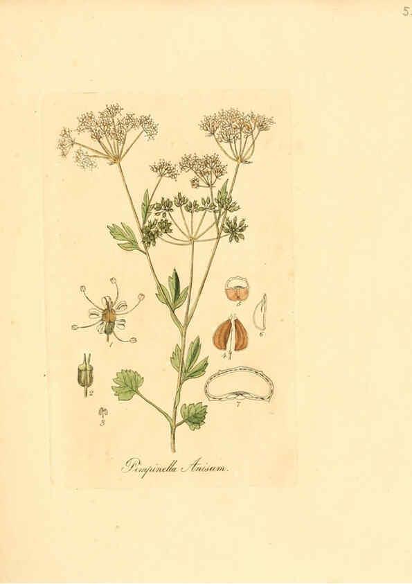 Reproducción/Reproduction 6031980037: Flora medica, oder, Abbildung der wichtigsten officinellen Pflanzen Jena,August Schmid,1831 [i.e. 1829-1831] 