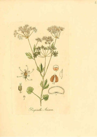 Reproducción/Reproduction 6031980037: Flora medica, oder, Abbildung der wichtigsten officinellen Pflanzen Jena,August Schmid,1831 [i.e. 1829-1831] 