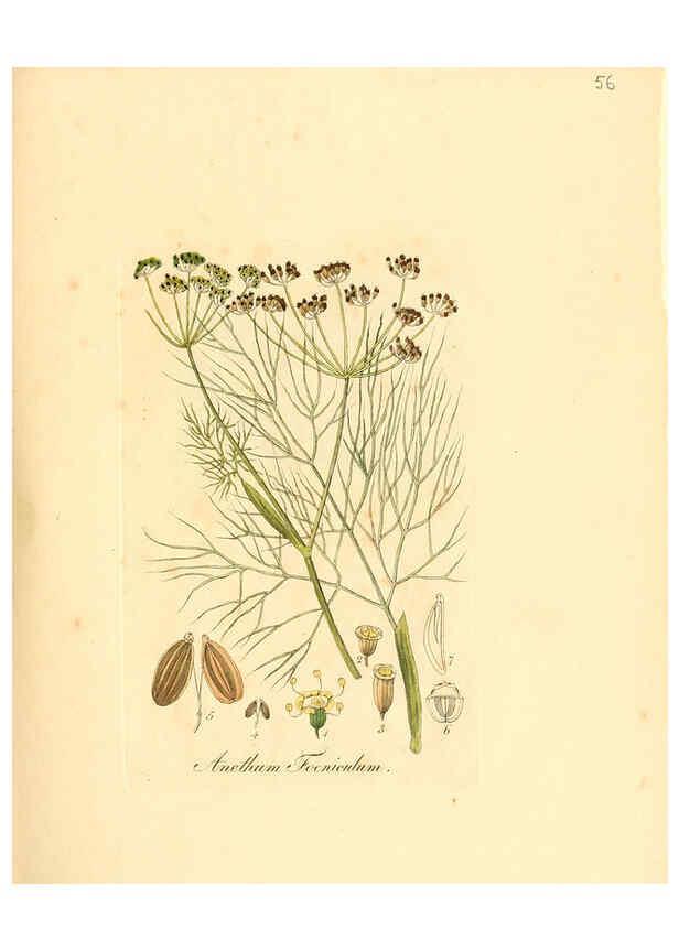 Reproducción/Reproduction 6032539888: Flora medica, oder, Abbildung der wichtigsten officinellen Pflanzen Jena,August Schmid,1831 [i.e. 1829-1831] 