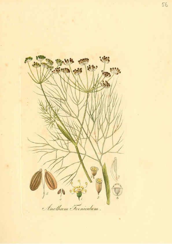 Reproducción/Reproduction 6032539888: Flora medica, oder, Abbildung der wichtigsten officinellen Pflanzen Jena,August Schmid,1831 [i.e. 1829-1831] 