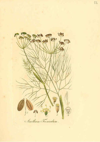 Reproducción/Reproduction 6032539888: Flora medica, oder, Abbildung der wichtigsten officinellen Pflanzen Jena,August Schmid,1831 [i.e. 1829-1831] 