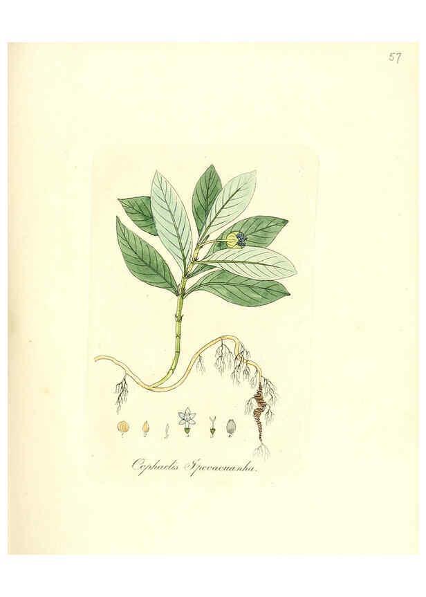 Reproducción/Reproduction 6032540368: Flora medica, oder, Abbildung der wichtigsten officinellen Pflanzen Jena,August Schmid,1831 [i.e. 1829-1831] 