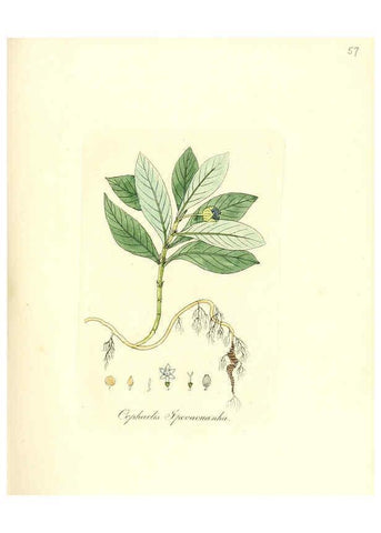 Reproducción/Reproduction 6032540368: Flora medica, oder, Abbildung der wichtigsten officinellen Pflanzen Jena,August Schmid,1831 [i.e. 1829-1831] 