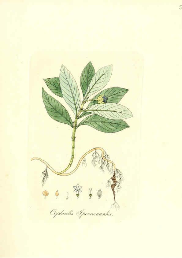 Reproducción/Reproduction 6032540368: Flora medica, oder, Abbildung der wichtigsten officinellen Pflanzen Jena,August Schmid,1831 [i.e. 1829-1831] 