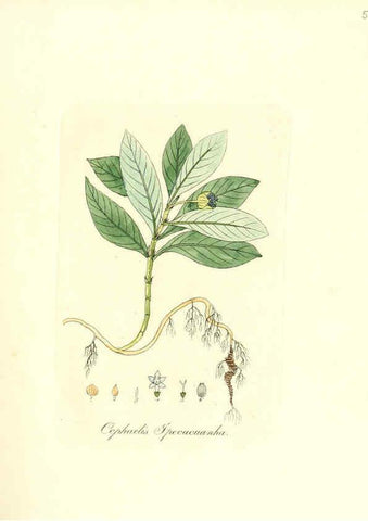 Reproducción/Reproduction 6032540368: Flora medica, oder, Abbildung der wichtigsten officinellen Pflanzen Jena,August Schmid,1831 [i.e. 1829-1831] 