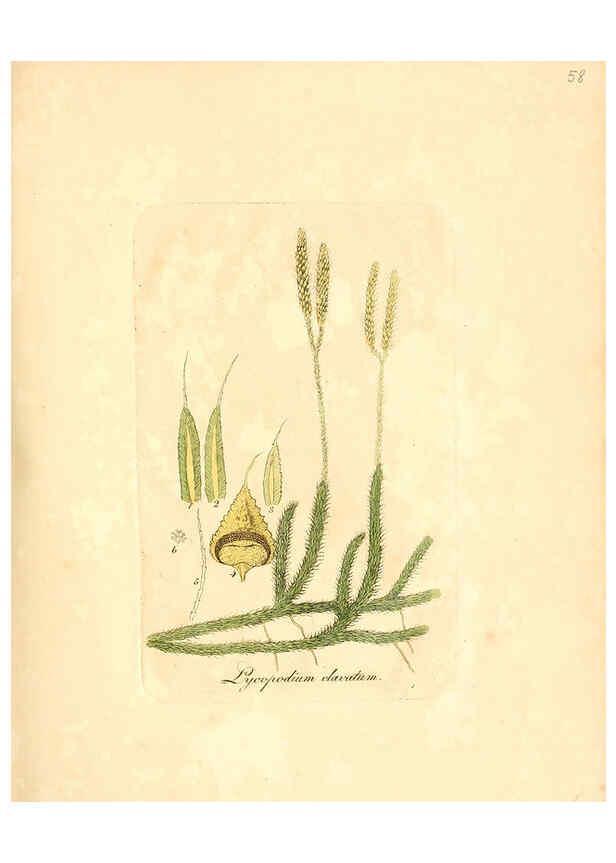 Reproducción/Reproduction 6032540616: Flora medica, oder, Abbildung der wichtigsten officinellen Pflanzen Jena,August Schmid,1831 [i.e. 1829-1831] 