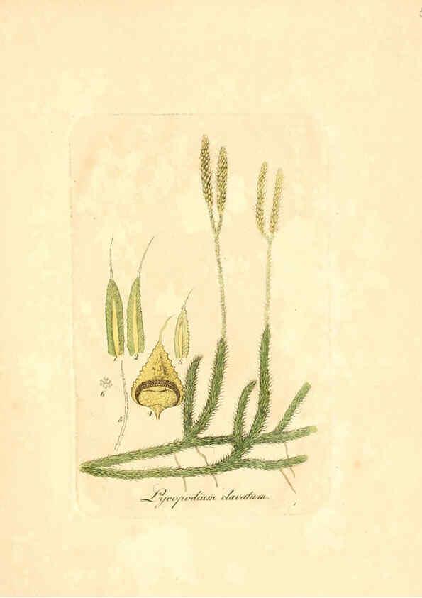 Reproducción/Reproduction 6032540616: Flora medica, oder, Abbildung der wichtigsten officinellen Pflanzen Jena,August Schmid,1831 [i.e. 1829-1831] 