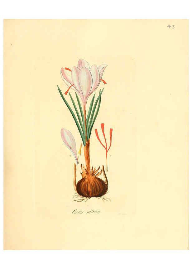 Reproducción/Reproduction 6031976945: Flora medica, oder, Abbildung der wichtigsten officinellen Pflanzen Jena,August Schmid,1831 [i.e. 1829-1831] 