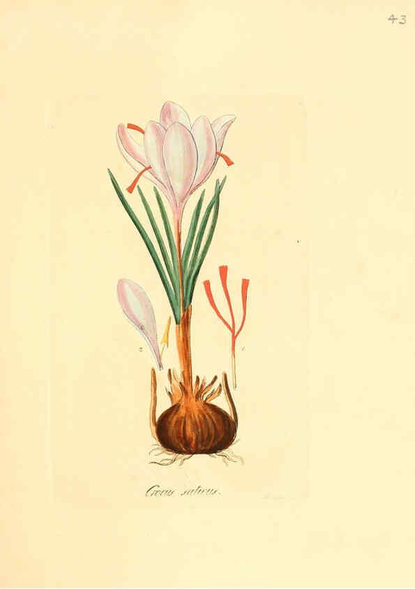 Reproducción/Reproduction 6031976945: Flora medica, oder, Abbildung der wichtigsten officinellen Pflanzen Jena,August Schmid,1831 [i.e. 1829-1831] 