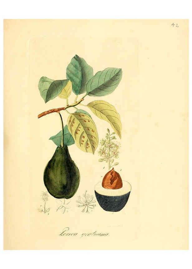 Reproducción/Reproduction 6031976663: Flora medica, oder, Abbildung der wichtigsten officinellen Pflanzen Jena,August Schmid,1831 [i.e. 1829-1831] 