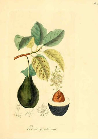 Reproducción/Reproduction 6031976663: Flora medica, oder, Abbildung der wichtigsten officinellen Pflanzen Jena,August Schmid,1831 [i.e. 1829-1831] 