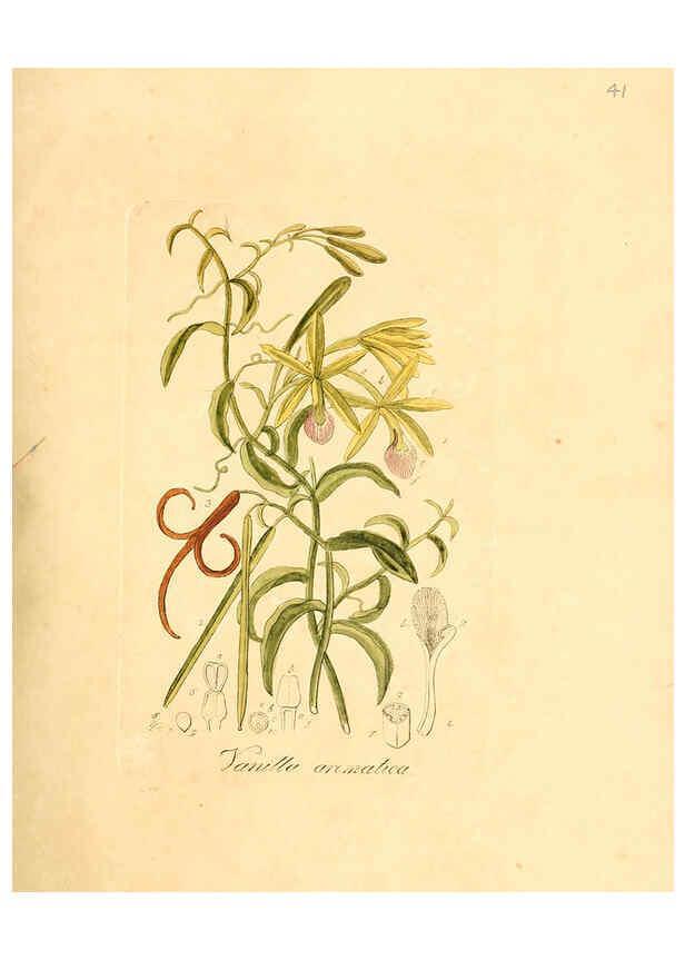 Reproducción/Reproduction 6032535784: Flora medica, oder, Abbildung der wichtigsten officinellen Pflanzen Jena,August Schmid,1831 [i.e. 1829-1831] 