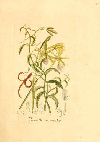 Reproducción/Reproduction 6032535784: Flora medica, oder, Abbildung der wichtigsten officinellen Pflanzen Jena,August Schmid,1831 [i.e. 1829-1831] 