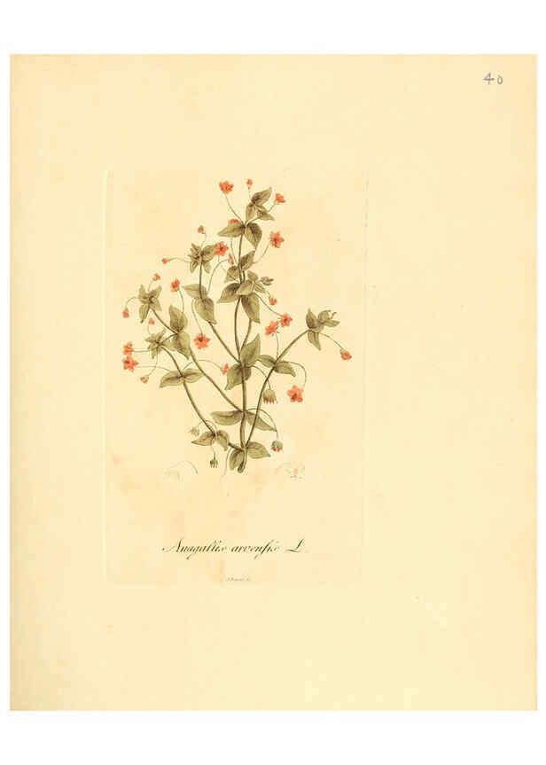 Reproducción/Reproduction 6032535588: Flora medica, oder, Abbildung der wichtigsten officinellen Pflanzen Jena,August Schmid,1831 [i.e. 1829-1831] 