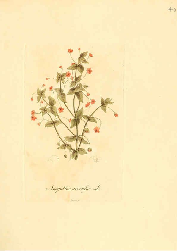 Reproducción/Reproduction 6032535588: Flora medica, oder, Abbildung der wichtigsten officinellen Pflanzen Jena,August Schmid,1831 [i.e. 1829-1831] 