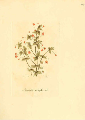 Reproducción/Reproduction 6032535588: Flora medica, oder, Abbildung der wichtigsten officinellen Pflanzen Jena,August Schmid,1831 [i.e. 1829-1831] 