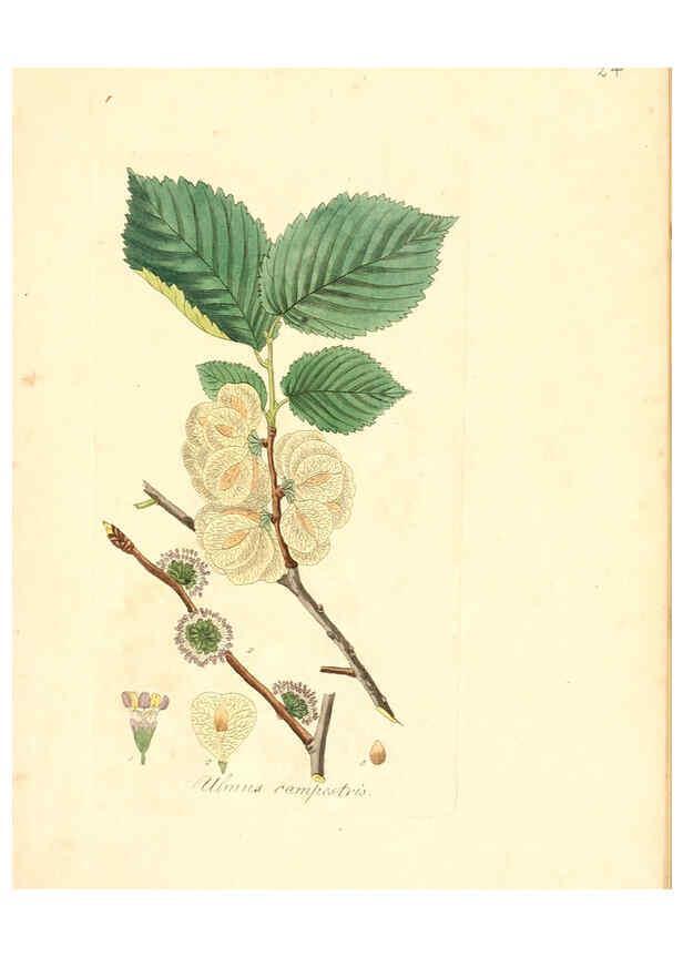 Reproducción/Reproduction 6031971371: Flora medica, oder, Abbildung der wichtigsten officinellen Pflanzen Jena,August Schmid,1831 [i.e. 1829-1831] 