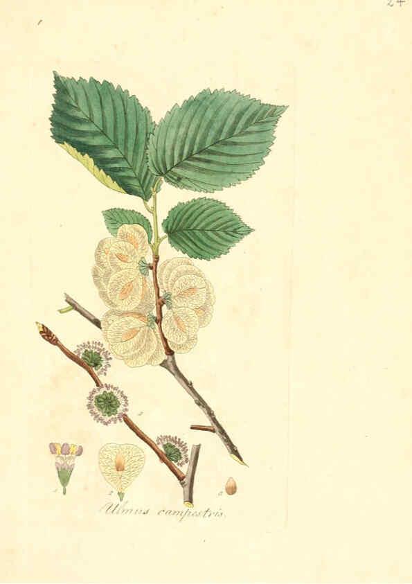 Reproducción/Reproduction 6031971371: Flora medica, oder, Abbildung der wichtigsten officinellen Pflanzen Jena,August Schmid,1831 [i.e. 1829-1831] 