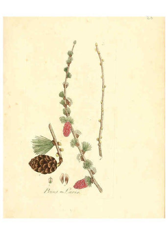 Reproducción/Reproduction 6031971645: Flora medica, oder, Abbildung der wichtigsten officinellen Pflanzen Jena,August Schmid,1831 [i.e. 1829-1831] 