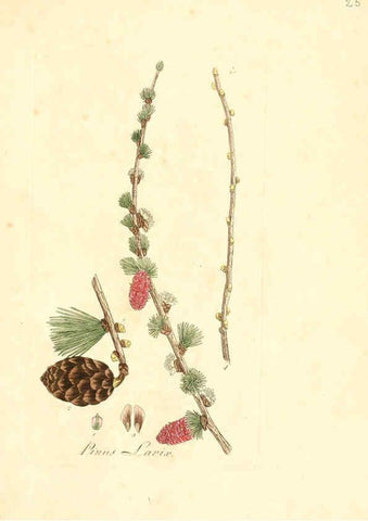 Reproducción/Reproduction 6031971645: Flora medica, oder, Abbildung der wichtigsten officinellen Pflanzen Jena,August Schmid,1831 [i.e. 1829-1831] 