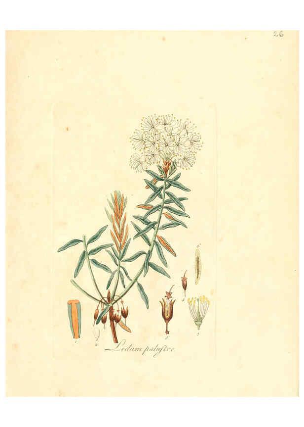 Reproducción/Reproduction 6031971925: Flora medica, oder, Abbildung der wichtigsten officinellen Pflanzen Jena,August Schmid,1831 [i.e. 1829-1831] 