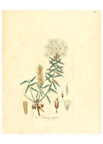 Reproducción/Reproduction 6031971925: Flora medica, oder, Abbildung der wichtigsten officinellen Pflanzen Jena,August Schmid,1831 [i.e. 1829-1831] 