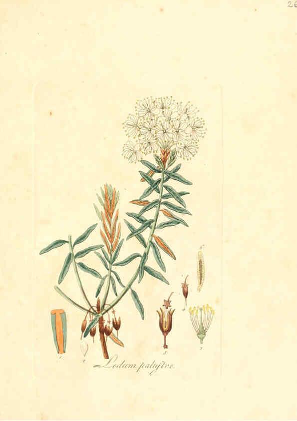 Reproducción/Reproduction 6031971925: Flora medica, oder, Abbildung der wichtigsten officinellen Pflanzen Jena,August Schmid,1831 [i.e. 1829-1831] 