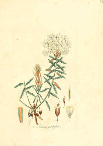 Reproducción/Reproduction 6031971925: Flora medica, oder, Abbildung der wichtigsten officinellen Pflanzen Jena,August Schmid,1831 [i.e. 1829-1831] 