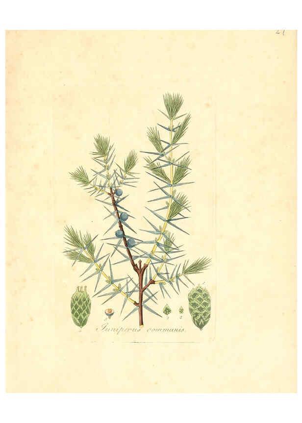 Reproducción/Reproduction 6031972145: Flora medica, oder, Abbildung der wichtigsten officinellen Pflanzen Jena,August Schmid,1831 [i.e. 1829-1831] 