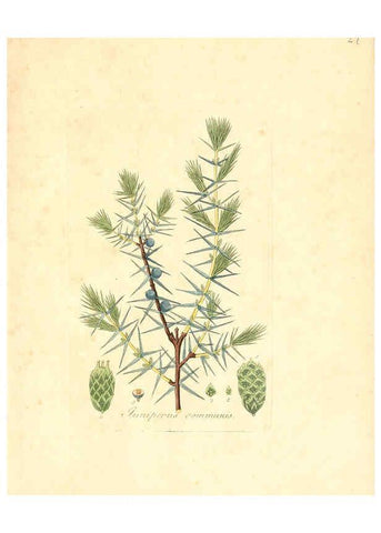 Reproducción/Reproduction 6031972145: Flora medica, oder, Abbildung der wichtigsten officinellen Pflanzen Jena,August Schmid,1831 [i.e. 1829-1831] 