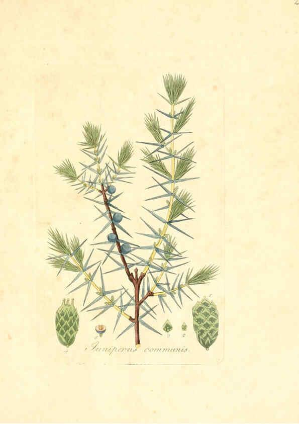 Reproducción/Reproduction 6031972145: Flora medica, oder, Abbildung der wichtigsten officinellen Pflanzen Jena,August Schmid,1831 [i.e. 1829-1831] 
