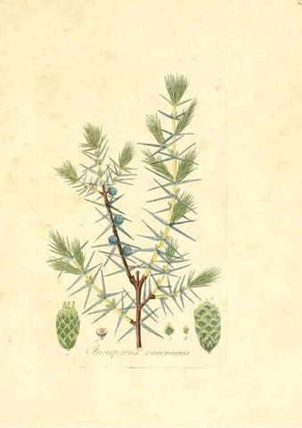 Reproducción/Reproduction 6031972145: Flora medica, oder, Abbildung der wichtigsten officinellen Pflanzen Jena,August Schmid,1831 [i.e. 1829-1831] 