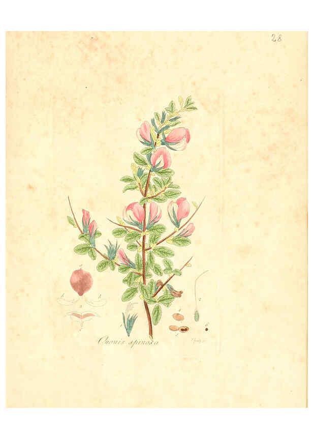 Reproducción/Reproduction 6032532312: Flora medica, oder, Abbildung der wichtigsten officinellen Pflanzen Jena,August Schmid,1831 [i.e. 1829-1831] 