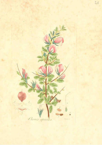 Reproducción/Reproduction 6032532312: Flora medica, oder, Abbildung der wichtigsten officinellen Pflanzen Jena,August Schmid,1831 [i.e. 1829-1831] 